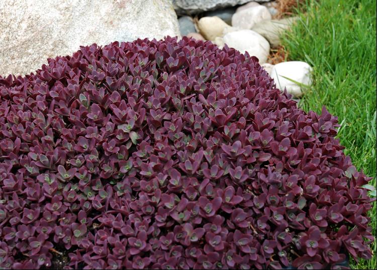 SunSparkler® Sedum Firecracker  (SEDUM FIRECRACKER)