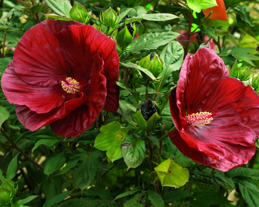 Summerific® Cranberry Crush Rose Mallow (HIBISCUS X SUMMERIFIC® CRANBERRY CRUSH)