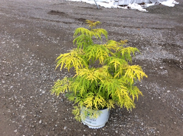Lemony Lace® Elderberry (SAMBUCUS LEMONY LACE)