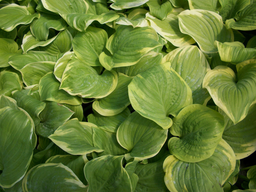 Fragrant Bouquet Plantain Lily (HOSTA FRAGRANT BOUQUET)
