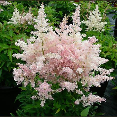 Younique Pink Astilbe (ASTILBE YOUNIQUE PINK)