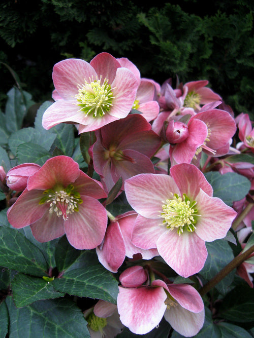 Gold Collection® Merlin Lenten Rose (HELLEBORUS MERLIN)