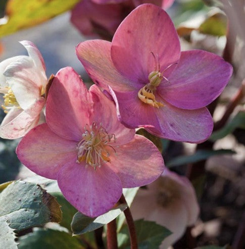 Pink Frost Lenten Rose (HELLEBORUS PINK FROST)