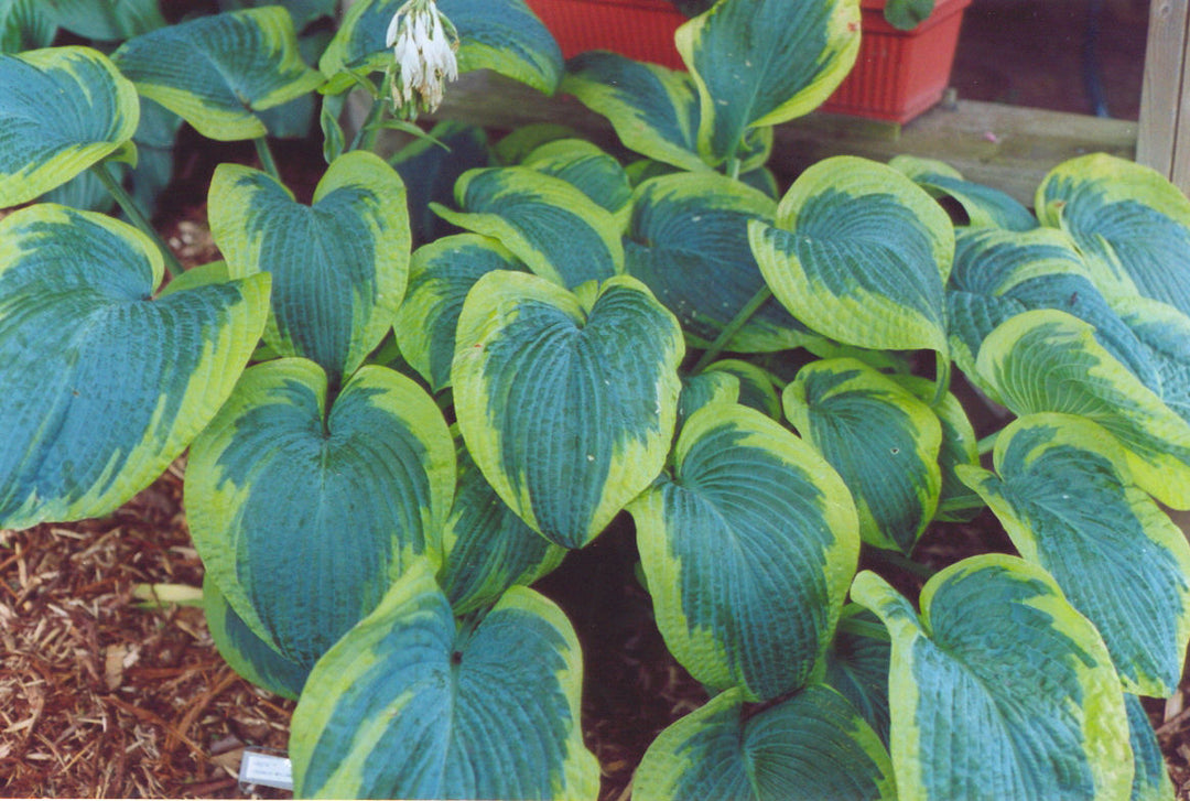 Francis Williams Plantain Lily (HOSTA FRANCIS WILLIAMS)