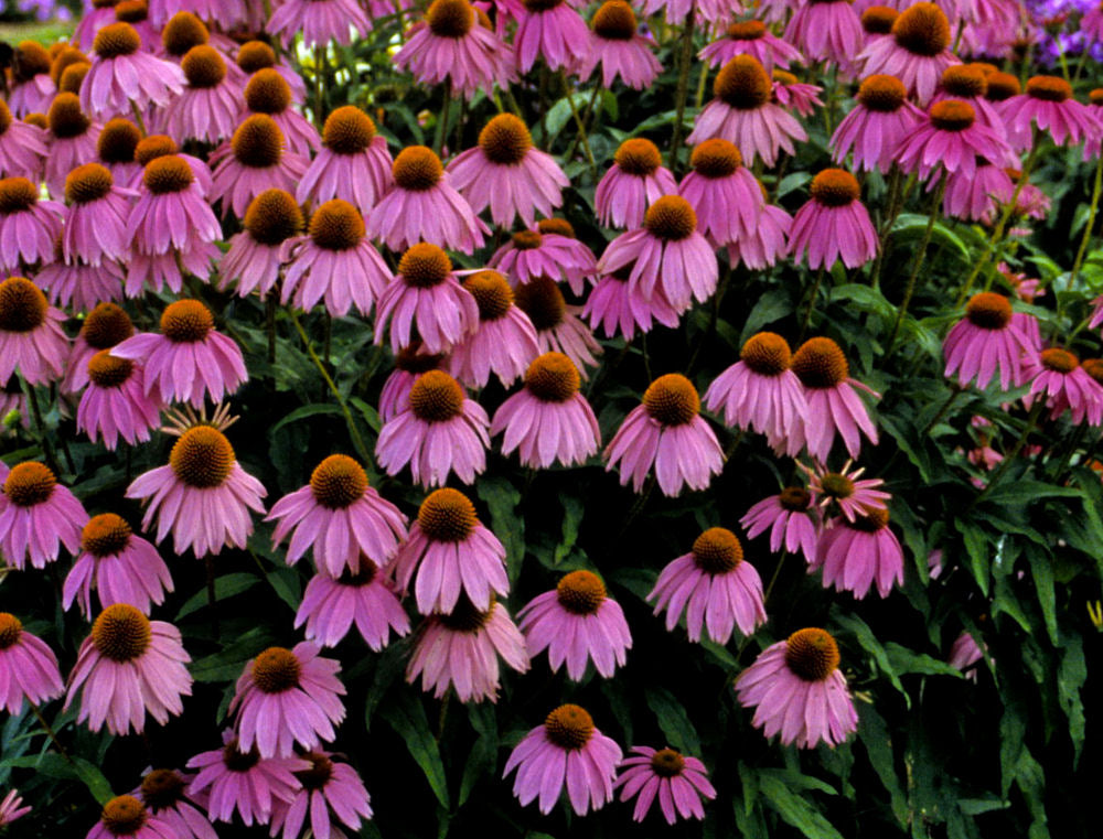Kim's Knee High™ Coneflower (ECHINACEA P. KIMS KNEEHIGH)