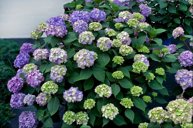 BloomStruck® Hydrangea (HYDRANGEA M. BLOOMSTRUCK)