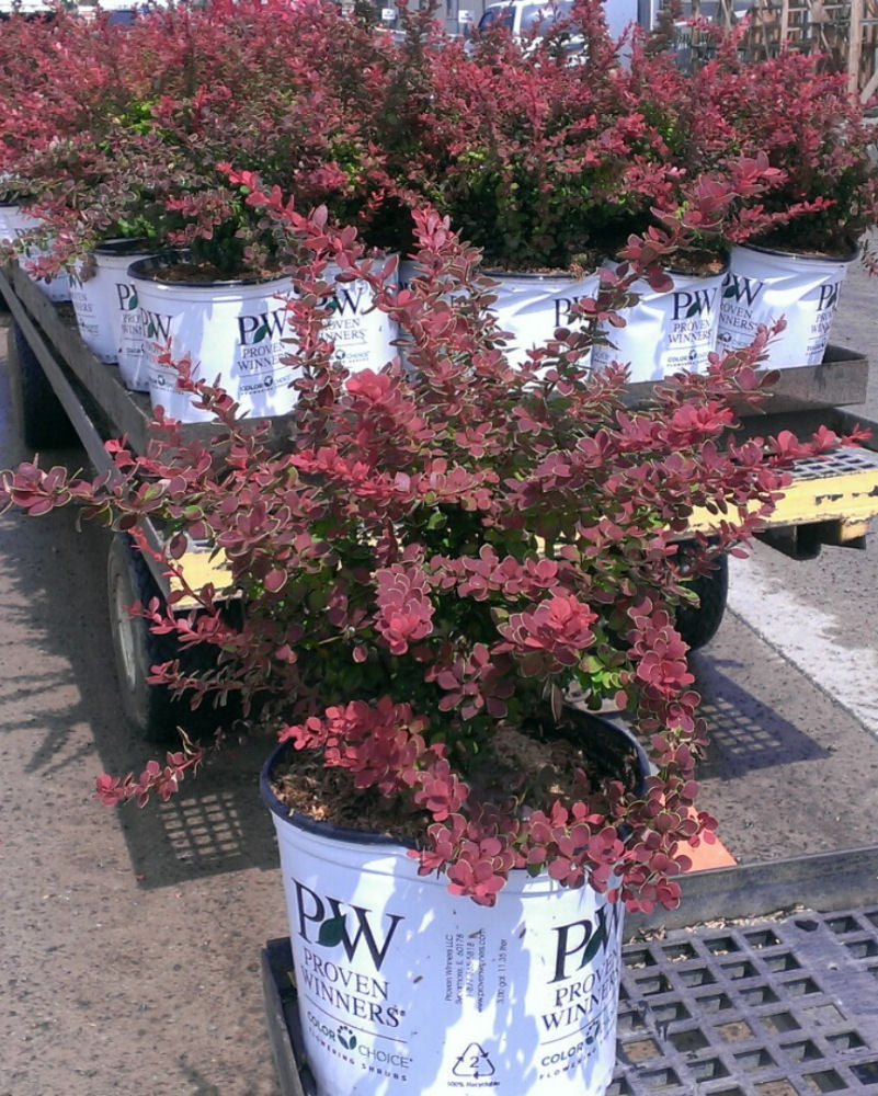 Sunjoy® Tangelo™ Barberry (BERBERIS THUN. SUNJOY® TANGELO)