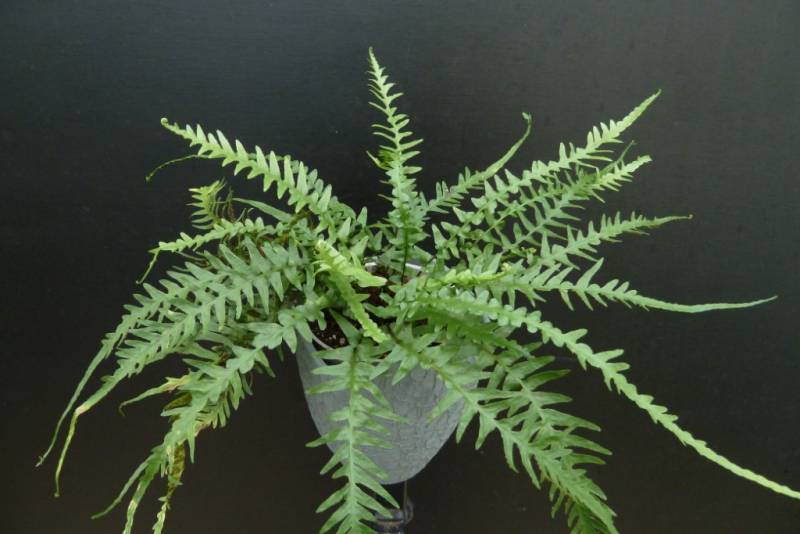 Dragontail Fern (FERN -DRAGONTAIL)