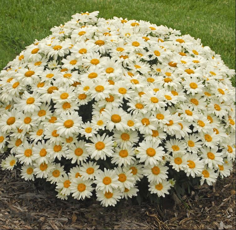 Whoops-a-Daisy Shasta Daisy (LEUCANTHEMUM X S. WHOOPS-A-DAISY)