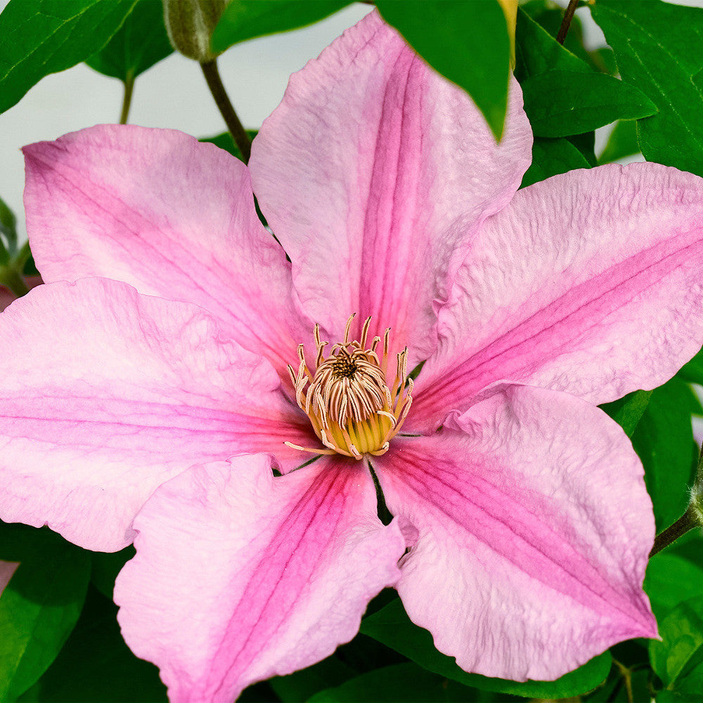 Sally™ Clematis (CLEMATIS SALLY)