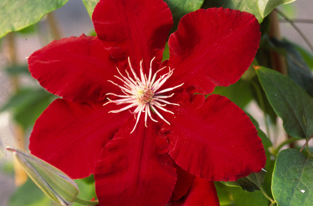 Rebecca™ Clematis (CLEMATIS REBECCA)