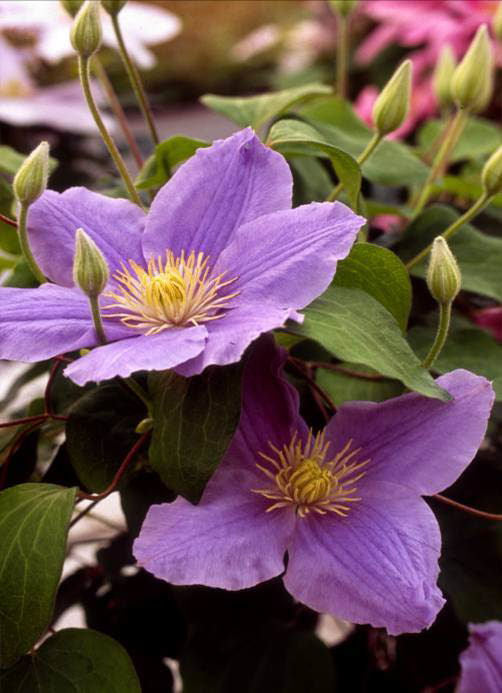 Zara™ Clematis (CLEMATIS ZARA)