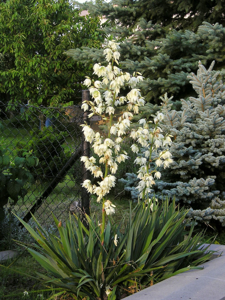 Adam's Needle (YUCCA FILAMENTOSA)