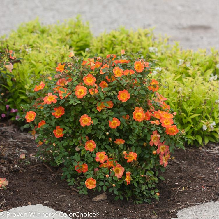 Proven Winners® Color Choice® Oso Easy® Paprika Rose (ROSA ‘CHEWMAYTIME’)