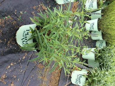 Moody Blues Dark Blue Speedwell (VERONICA DARK BLUE MOODY BLUES)