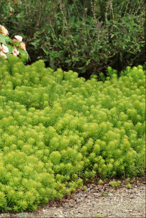 Angelina Stonecrop (N&C SEDUM ANGELINA)
