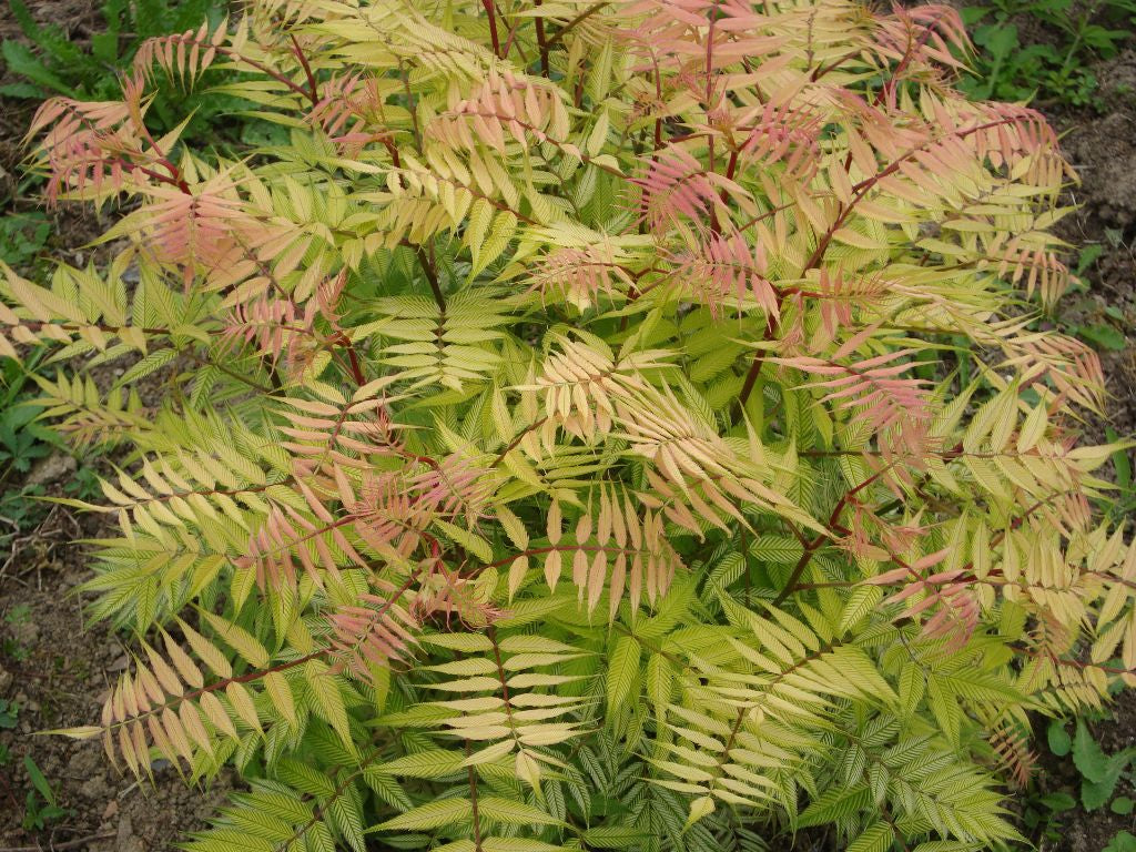 Dwarf Falsespirea (SORBARIA SEM)