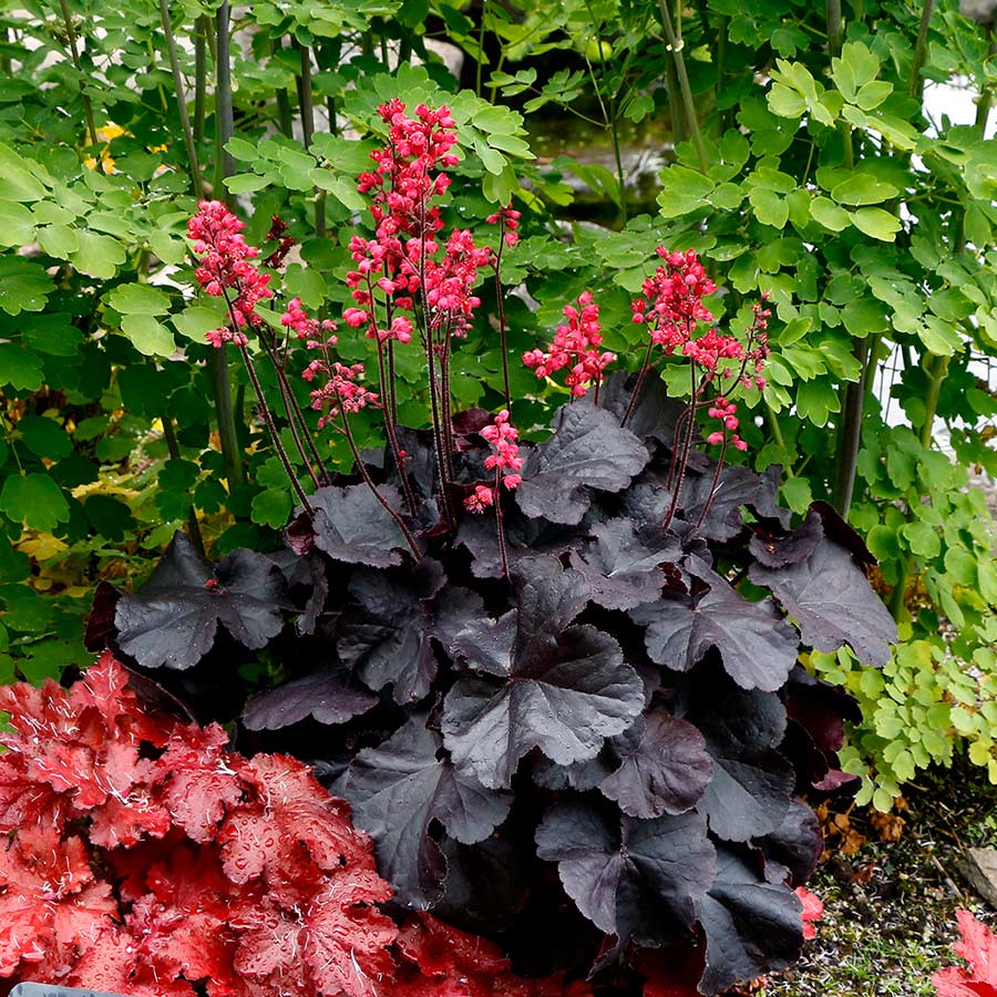 Black Forest Cake Coral Bells (HEUCHERA BLACK FOREST CAKE)