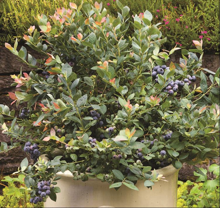 Pink Icing® Blueberry (VACCINIUM PINK ICING)