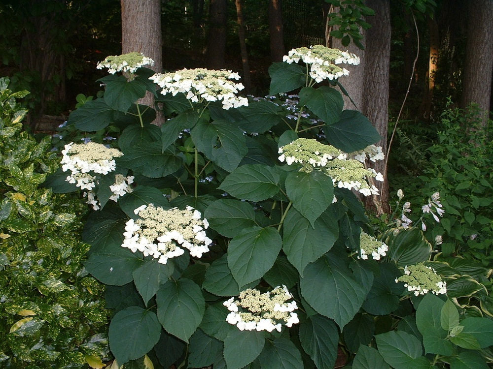 Haas Halo Smooth Hydrangea (HYDRANGEA A. HAAS HALO)
