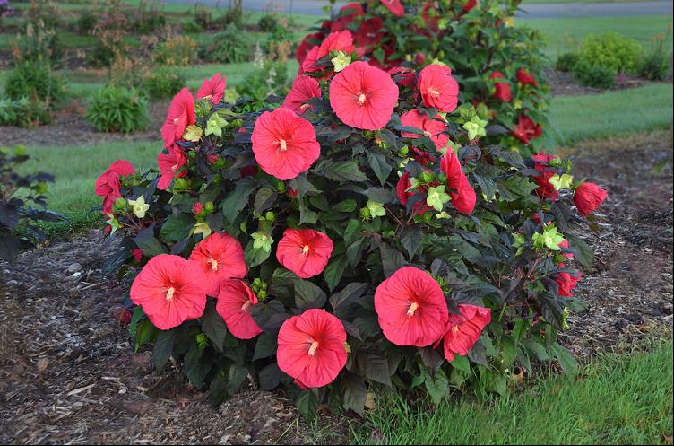 Mars Madness Rose Mallow (HIBISCUS MARS MADNESS)