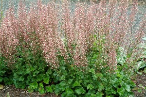 Champagne Bubbles Coral Bells (HEUCHERA CHAMPAGNE)