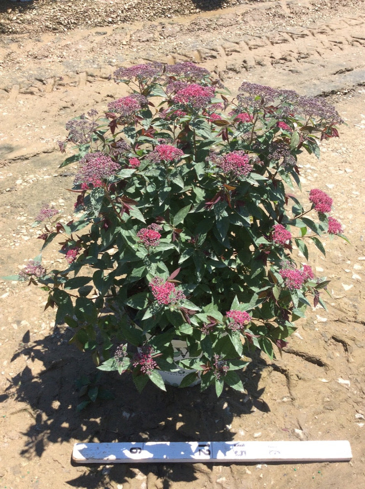 Double Play® Red Spirea (SPIRAEA JAP. DBL PLAY® RED)