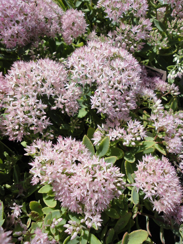 Rock 'N Round® 'Pure Joy' Stonecrop (SEDUM PURE JOY)