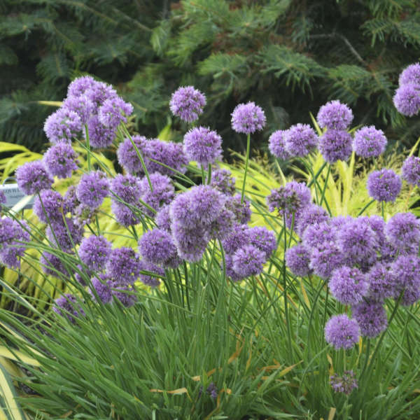 Medusa Flowering Onion (ALLIUM MEDUSA)
