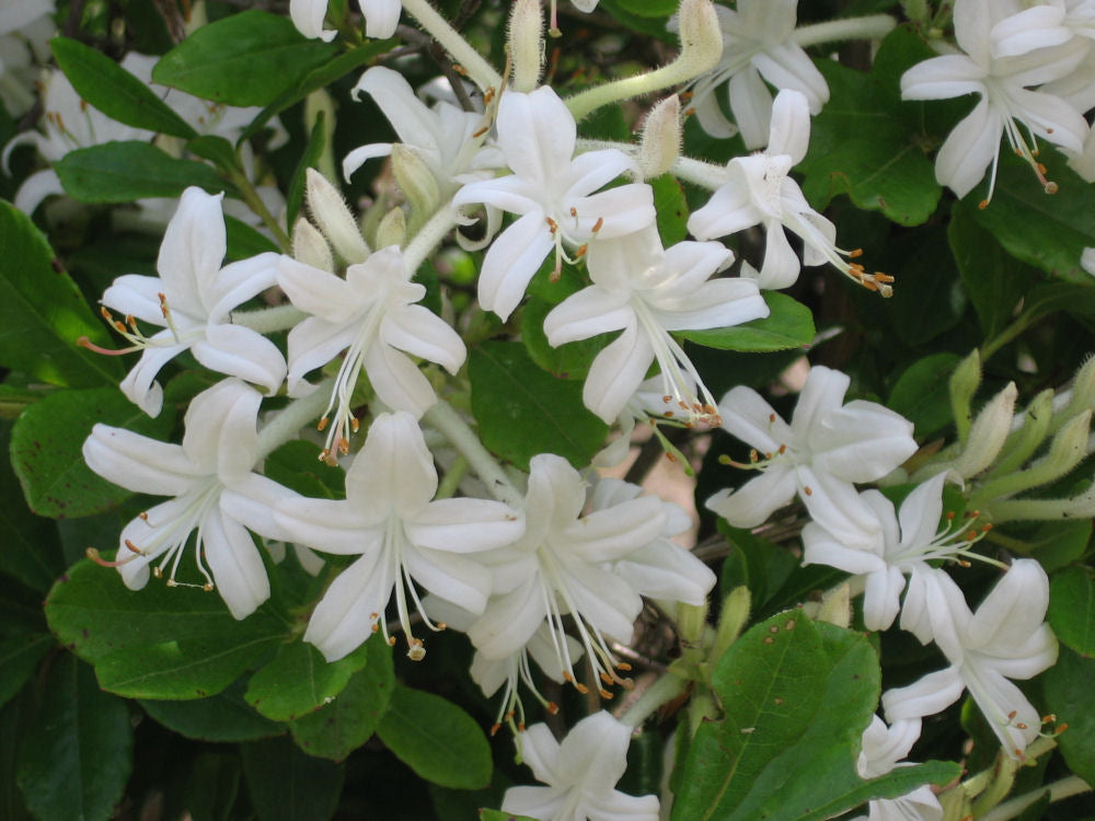 Swamp Azalea (AZALEA VISCOSUM)