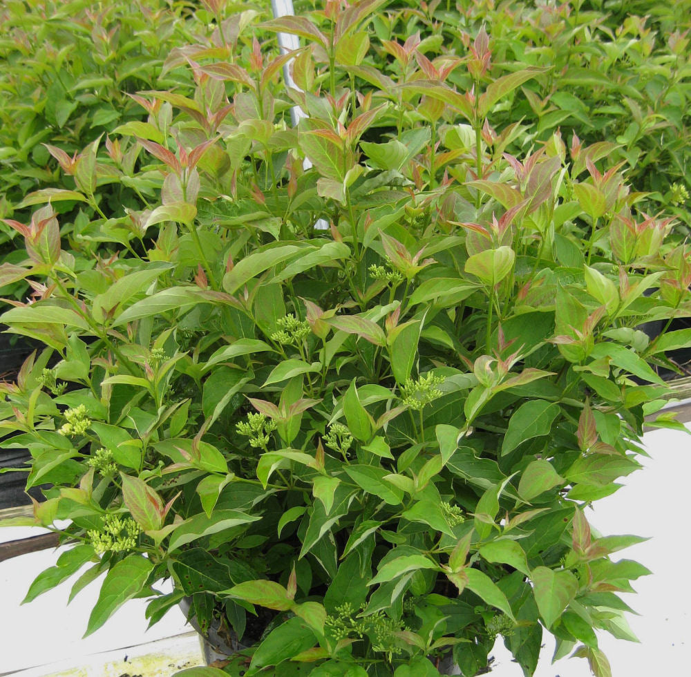 Muskingum® Gray Dogwood (CORNUS RACEMOSA MUSKINGUM)