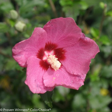 Lil' Kim® Red Rose of Sharon (HIBISCUS S. LIL KIM® RED)