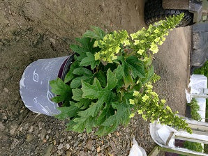 Jetstream™ Hydrangea (HYDRANGEA QU. JETSTREAM)