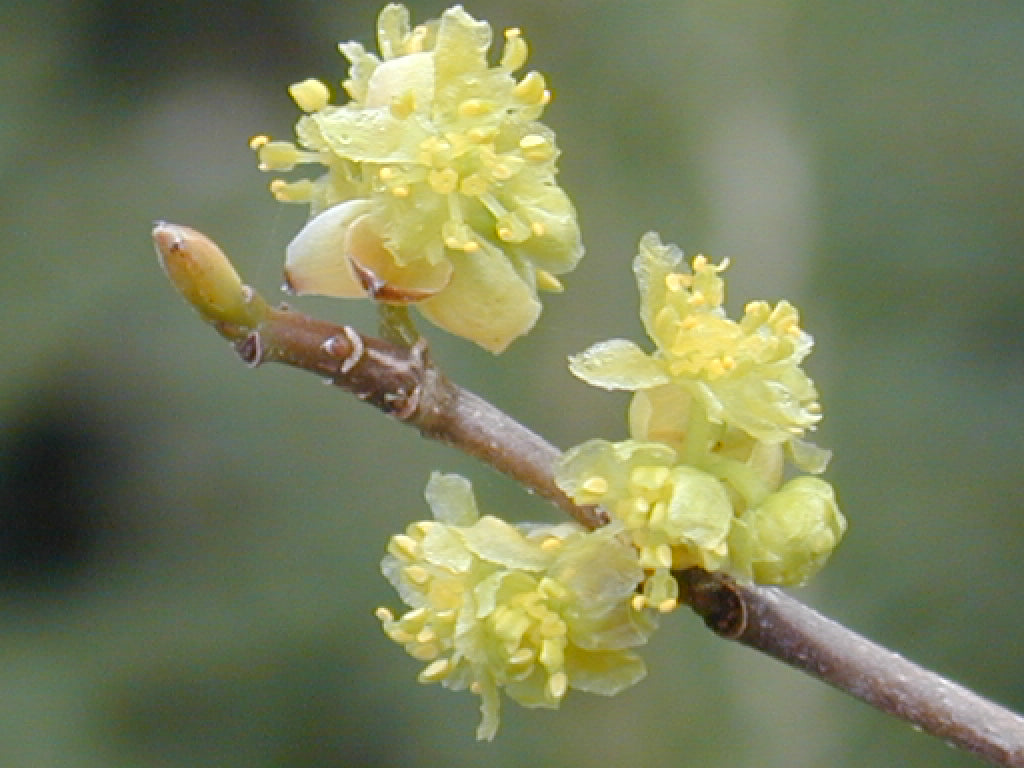 Spicebush (LINDERA BENZOIN)