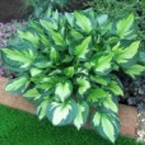 Whirlwind Plantain Lily (HOSTA WHIRLWIND)