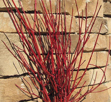 Cayenne Dogwood (CORNUS A. CAYENNE)