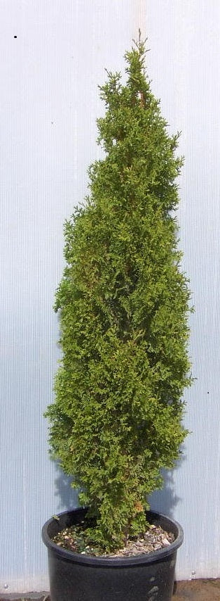 Degroots Spire Arborvitae (THUJA OCC. DEGROOTS SPIRE)