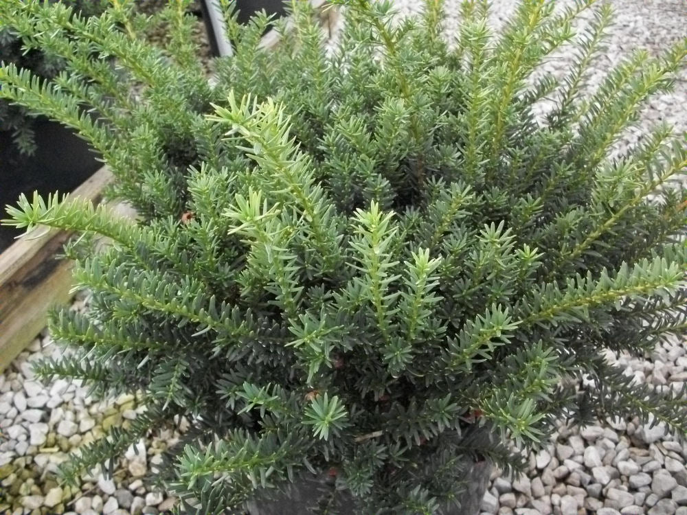 Ward's Yew (TAXUS MEDIA WARDII)