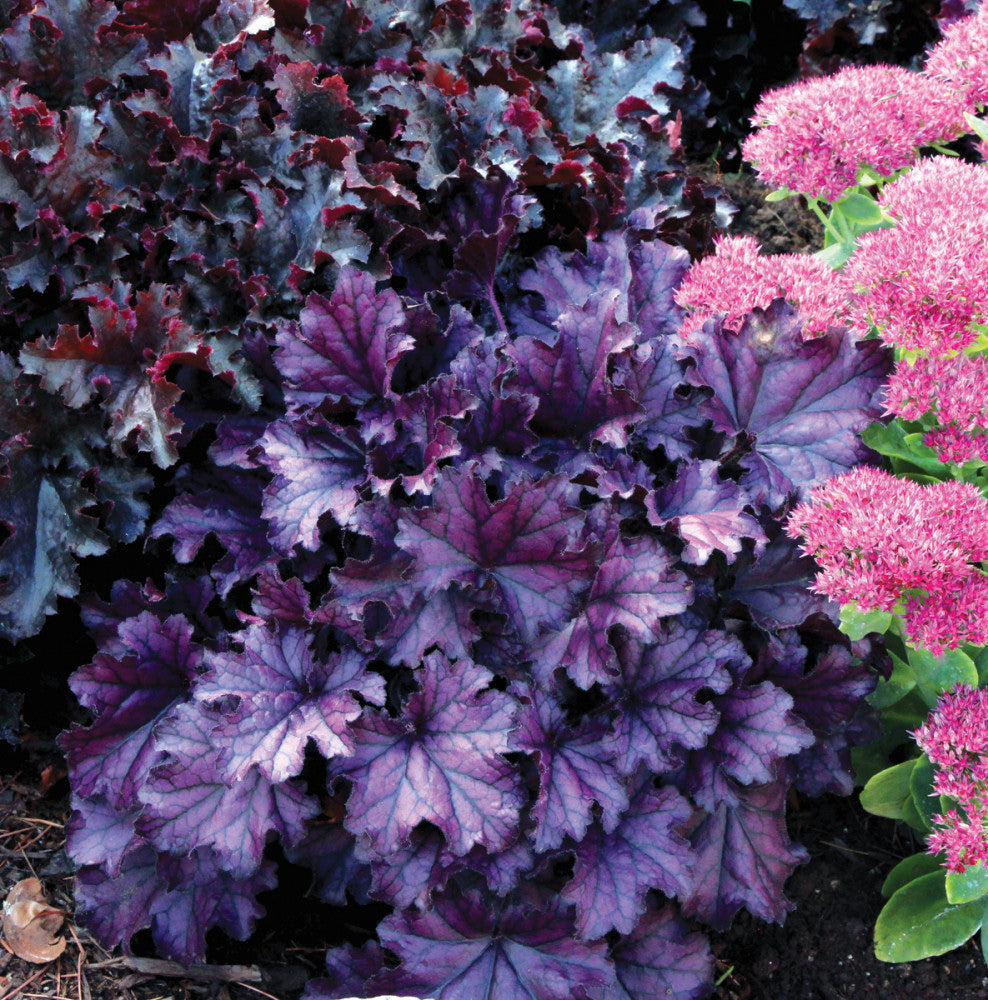 Forever Purple Coral Bells (HEUCHERA FOREVER PURPLE)