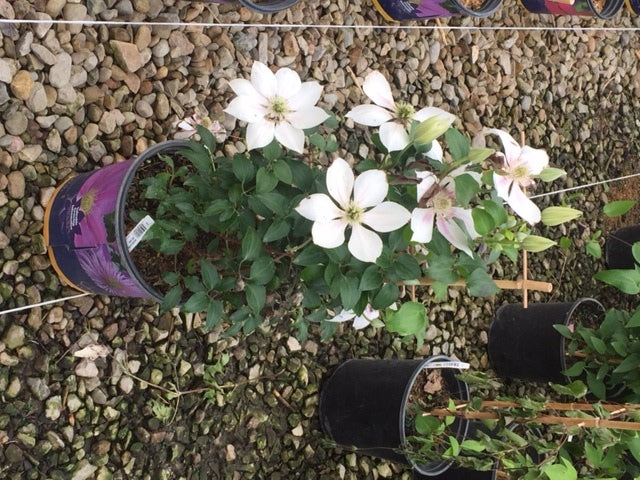 Corinne™ Clematis (CLEMATIS CORINNE)