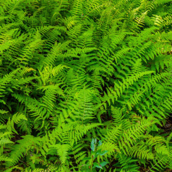 Hayscented Fern (FERN -HAYSCENTED)