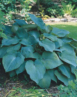 Blue Angel Plantain Lily (HOSTA BLUE ANGEL)