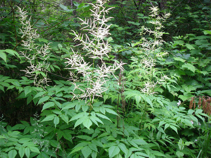 Goat’s Beard (ARUNCUS DIOICUS)