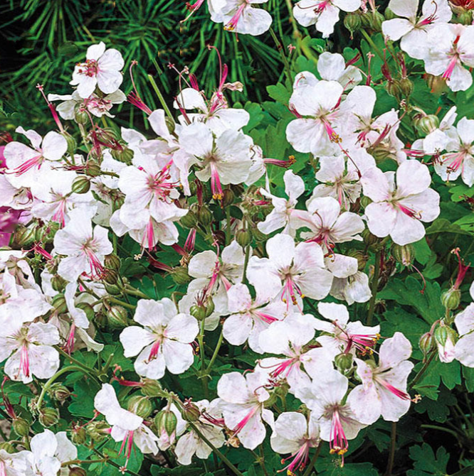 Biokovo Hardy Cranesbill (GERANIUM X C. BIOKOVO)