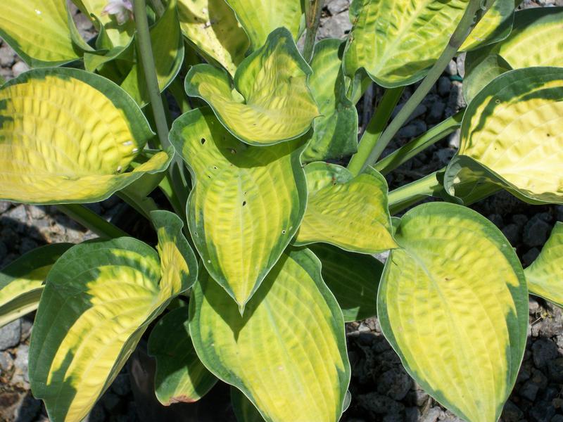 Paul’s Glory Plantain Lily (HOSTA PAULS GLORY)