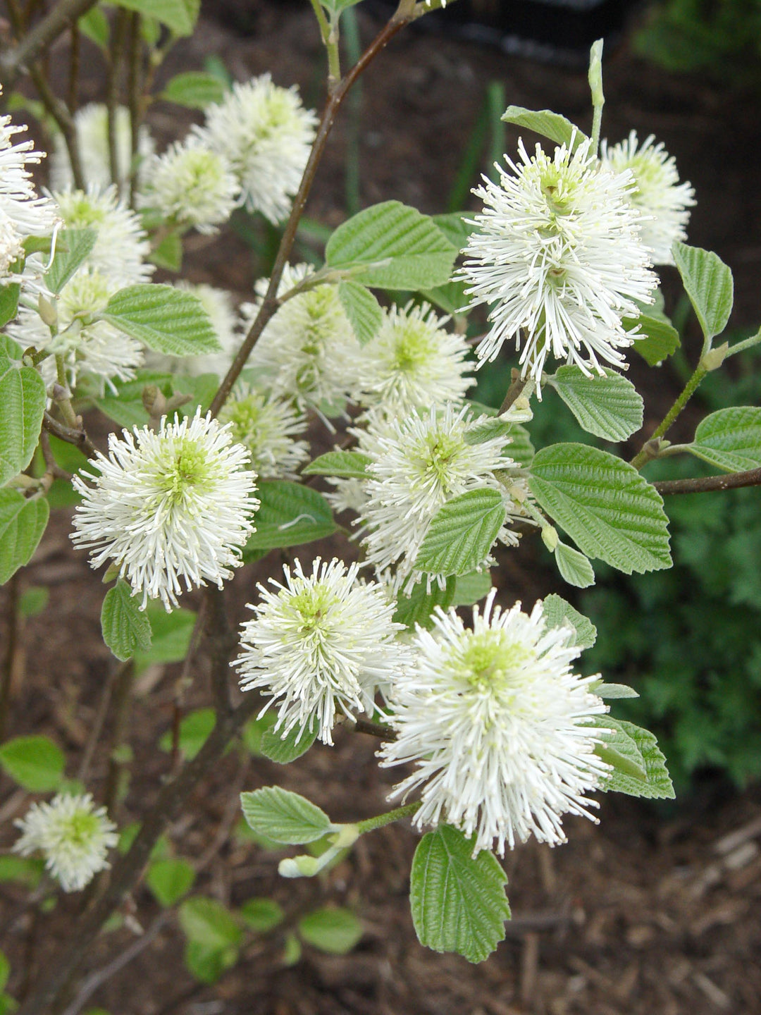 Mount Airy Dwarf Fothergilla (FOTHERGILLA MT. AIRY)