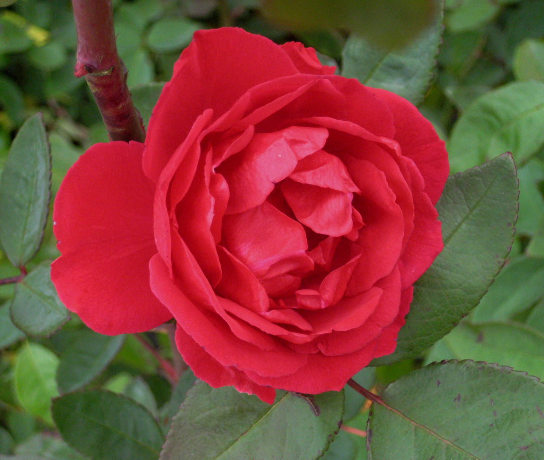 Blaze Climbing Rose (ROSE CL. BLAZE)