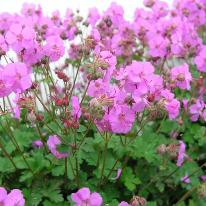 Biokovo Karmina Cranesbill (GERANIUM CINEREUM KARMINA)