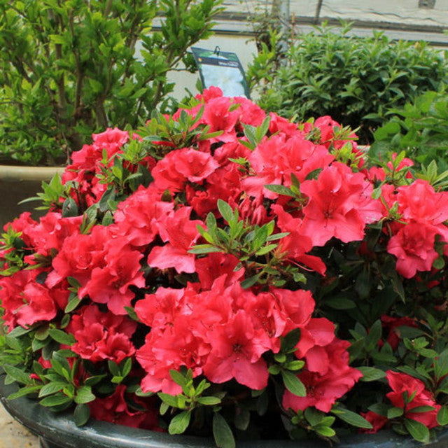 Red Demon Azalea (AZALEA EX. RED DEMON)