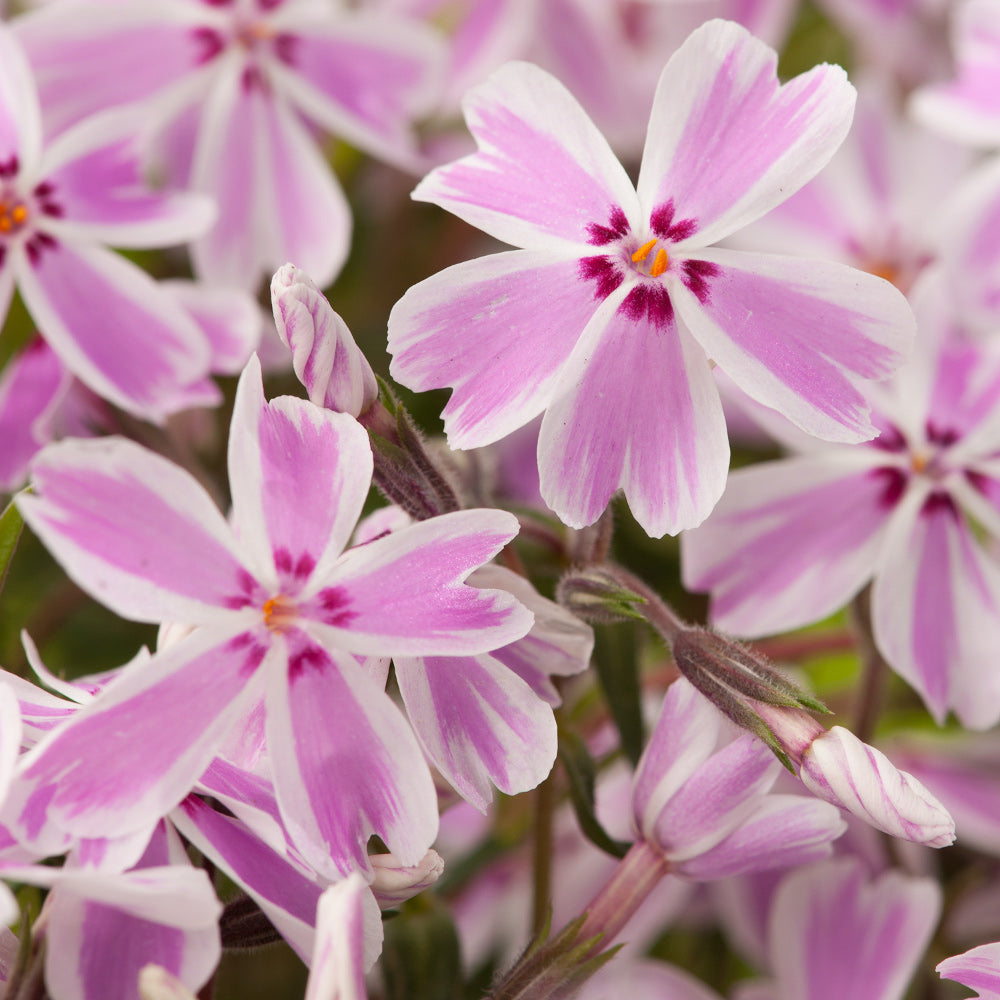 Candy Stripe Creeping Phlox (PHLOX SUB. CANDY STRIPE)